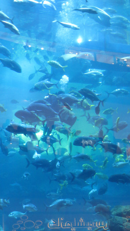 The Aquarium inside Dubai Mall