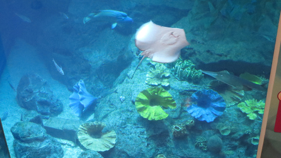 The Aquarium inside Dubai Mall